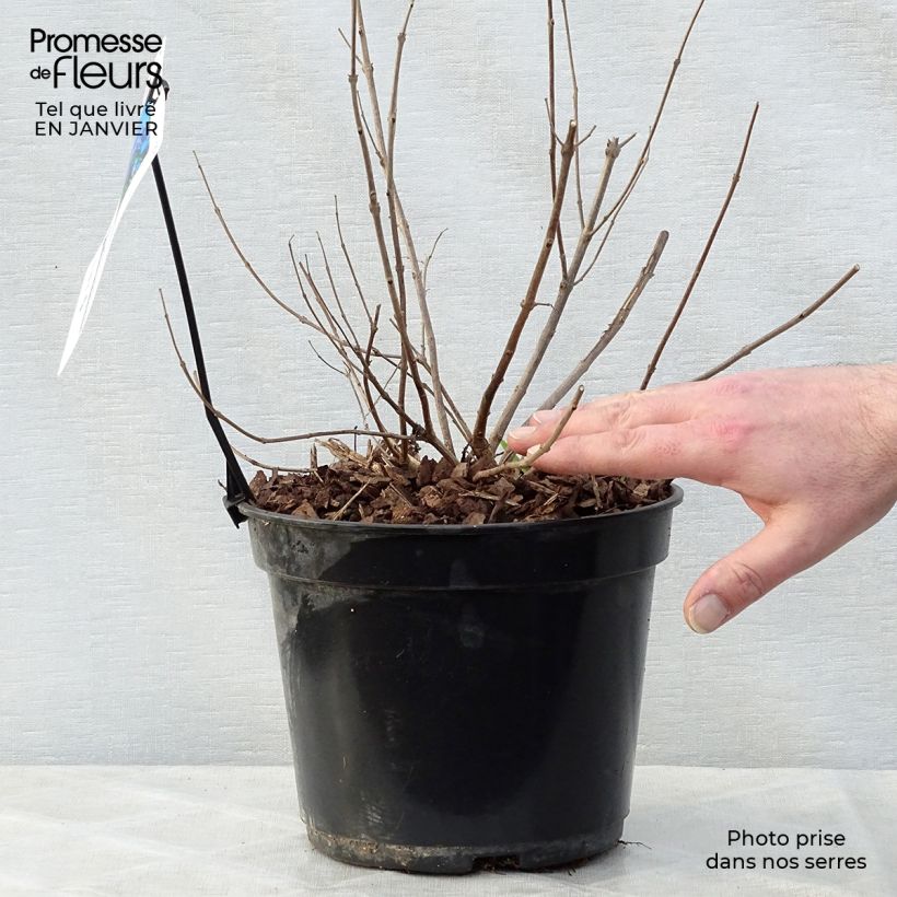 Example of Vitex agnus-castus Delta Blues - Kuise boom Pot van 3 l/4 l as you get in hiver