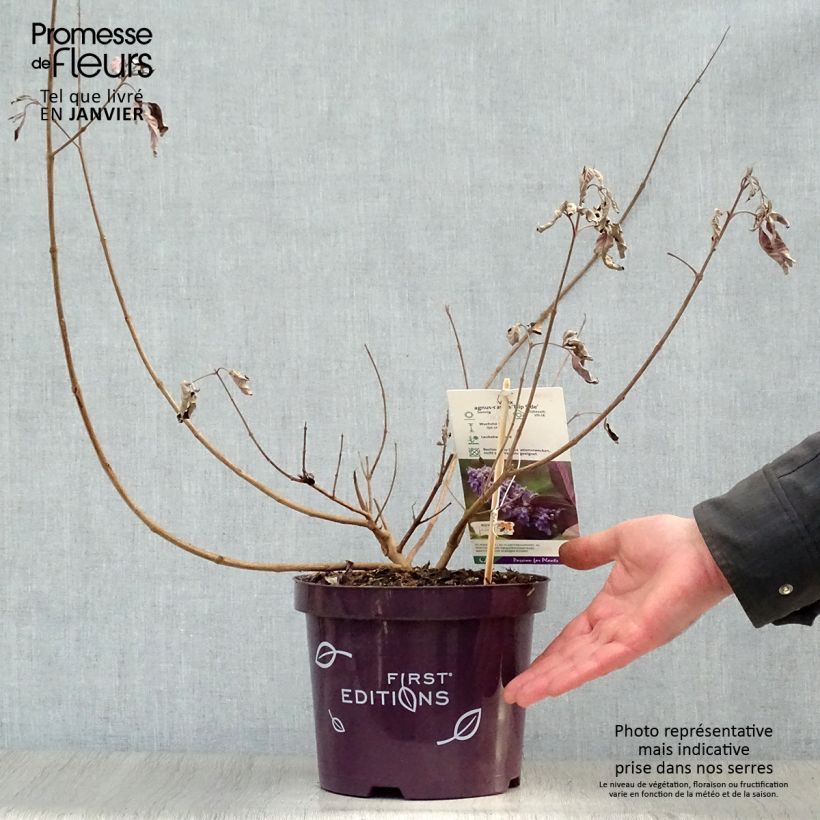 Example of Vitex agnus-castus Flip Side - Gattilier Pot van 3 l/4 l as you get in hiver