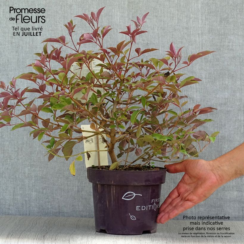 Exemplaar van Vitex agnus-castus Flip Side - Kuise boom Pot van 3 l/4 l zoals geleverd in de zomer
