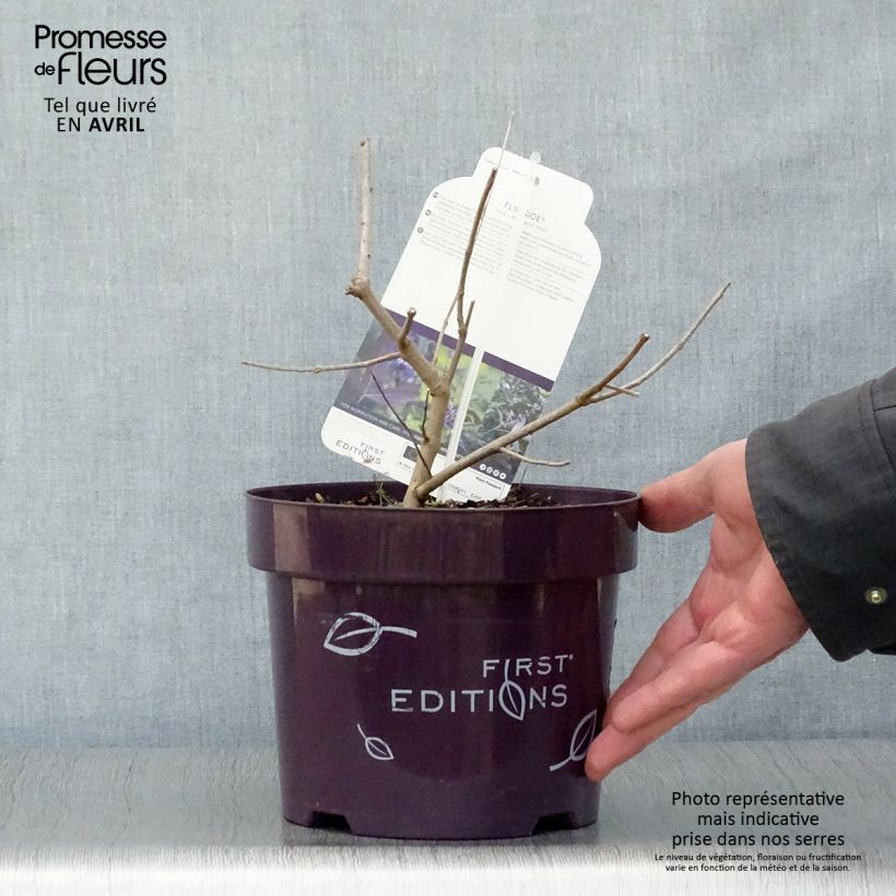 Exemplaar van Vitex agnus-castus Flip Side - Kuise boom Pot van 3 l/4 l zoals geleverd in de lente