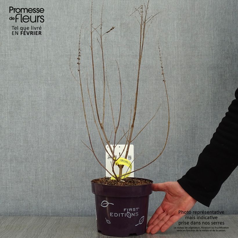 Example of Vitex agnus-castus Galactic Pink - Gattilier Pot van 3 l/4 l as you get in hiver