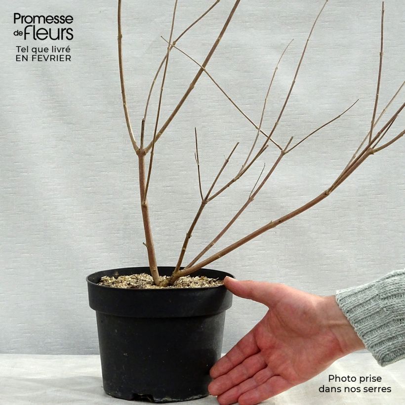 Example of Vitex agnus-castus Latifolia - Kuise boom Pot van 2 l/3 l as you get in hiver