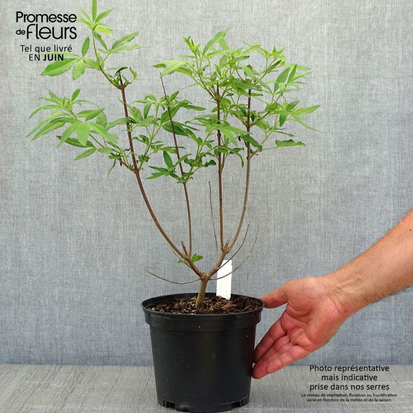 Exemplaar van Vitex agnus-castus Latifolia - Kuise boom Pot van 2 l/3 l zoals geleverd in de zomer
