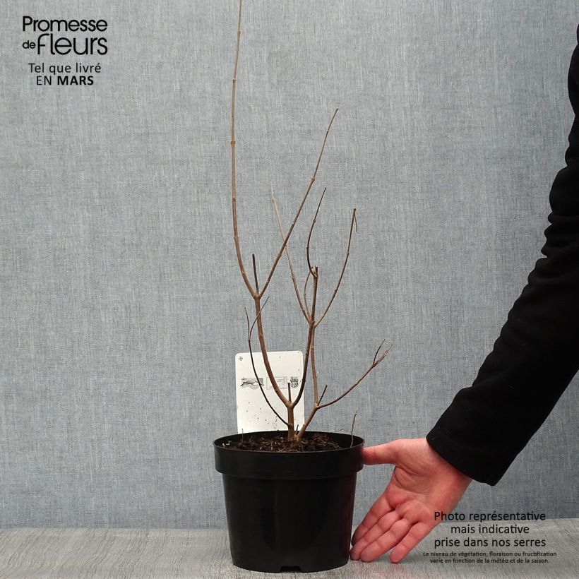 Exemplaar van Vitex agnus-castus Latifolia - Kuise boom Pot van 2 l/3 l zoals geleverd in de lente