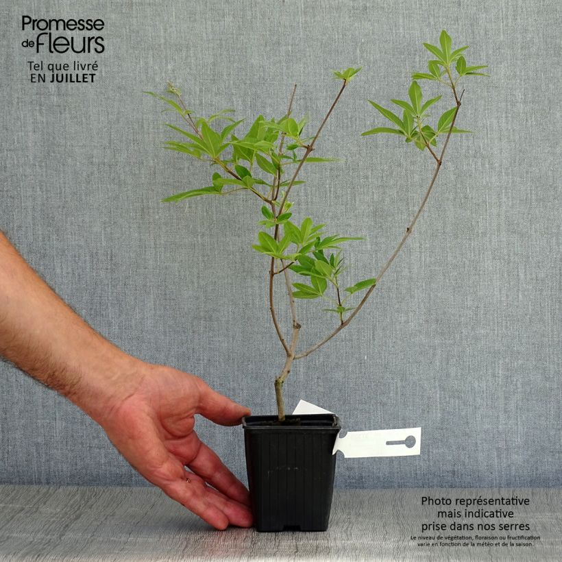 Exemplaar van Vitex agnus-castus Latifolia - Kuise boom Kweekpotje van 8/9 cm zoals geleverd in de zomer