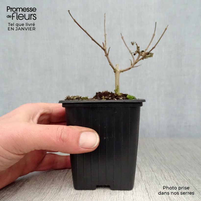 Example of Vitex agnus-castus Latifolia - Kuise boom Kweekpotje van 8/9 cm as you get in hiver