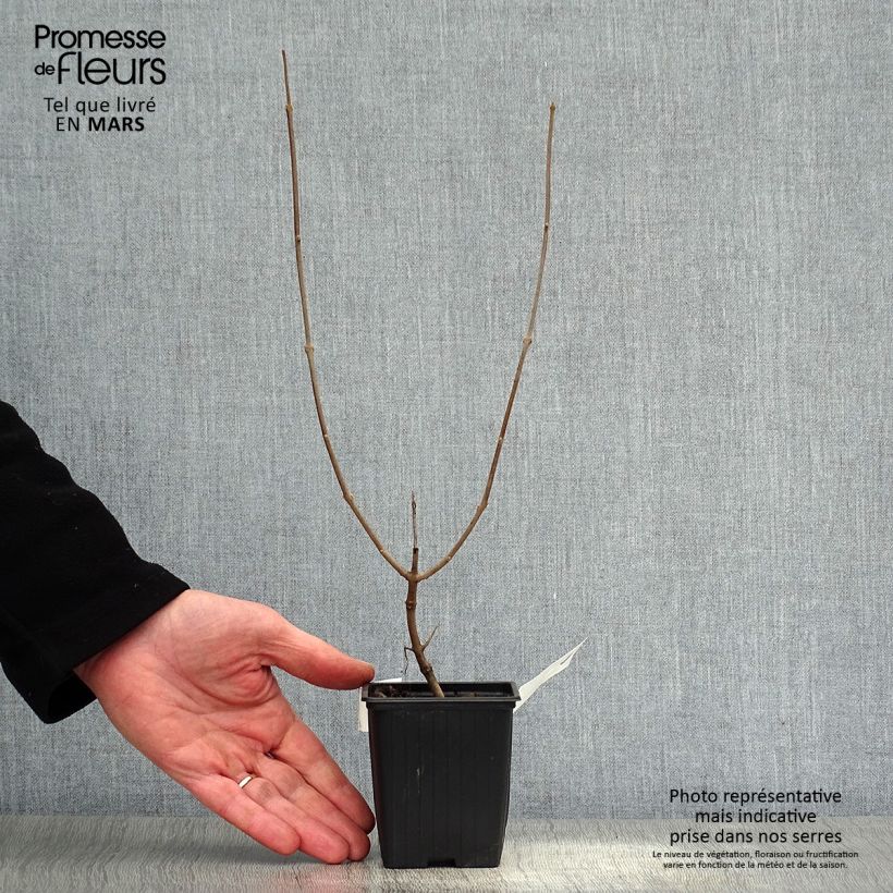 Exemplaar van Vitex agnus-castus Latifolia - Kuise boom Kweekpotje van 8/9 cm zoals geleverd in de lente