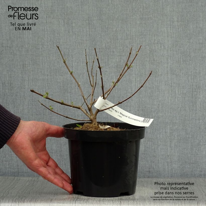 Exemplaar van Vitex agnus-castus Magical Summertime Blues - Kuise boom Pot van 2 l/3 l zoals geleverd in de lente