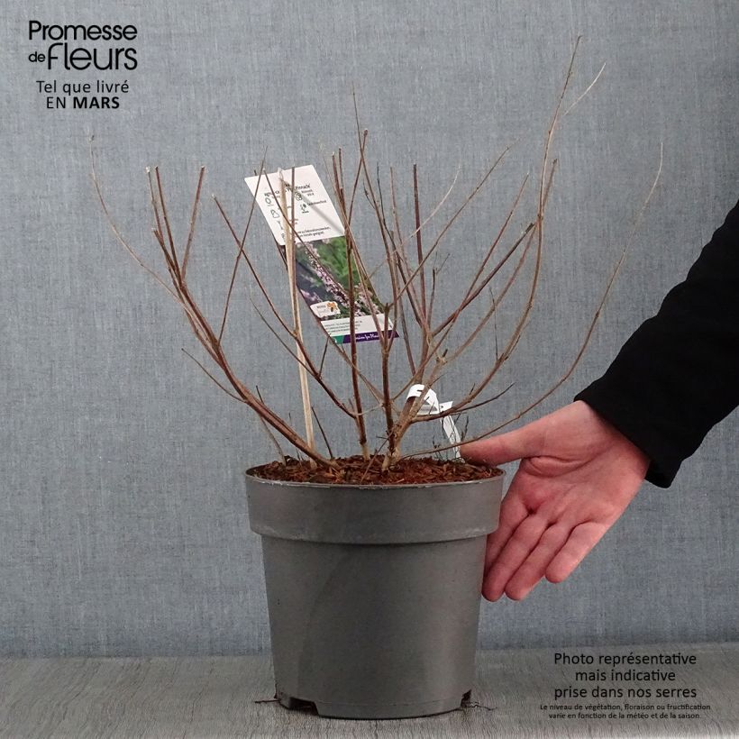 Example of Vitex agnus-castus Pink Pinnacle Pot van 3 l/4 l as you get in hiver