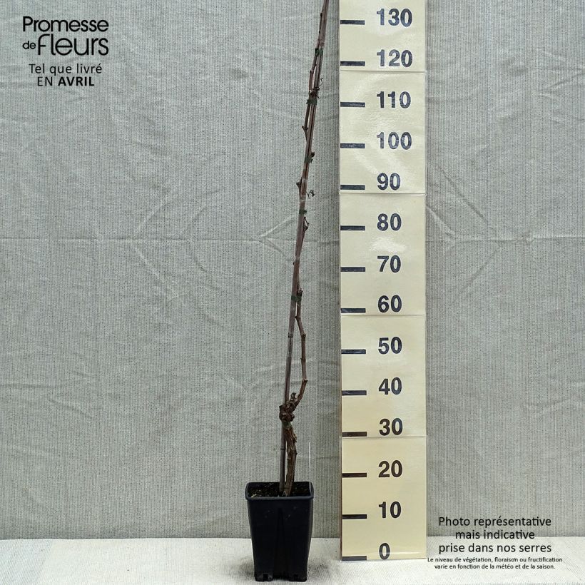 Example of Vitis Apirena Ametista - Zaadloze wijnstok Pot van 1,5 l/2 l as you get in printemps