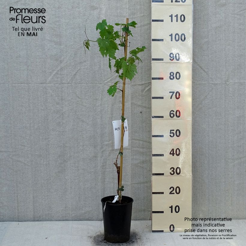 Exemplaar van Druif Cabernet Sauvignon Pot van 1 l/1,5 l zoals geleverd in de lente