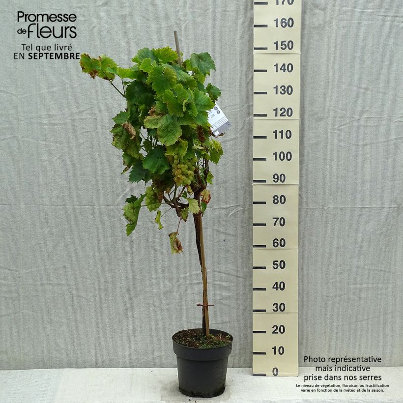 Exemplaar van Tafeldruif Picurka Pot van 7,5 l/10 l, Stengel zoals geleverd in de herfst