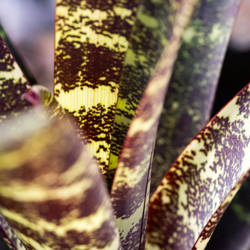 Vriesea Splendide - Vlammend zwaard (Blad)