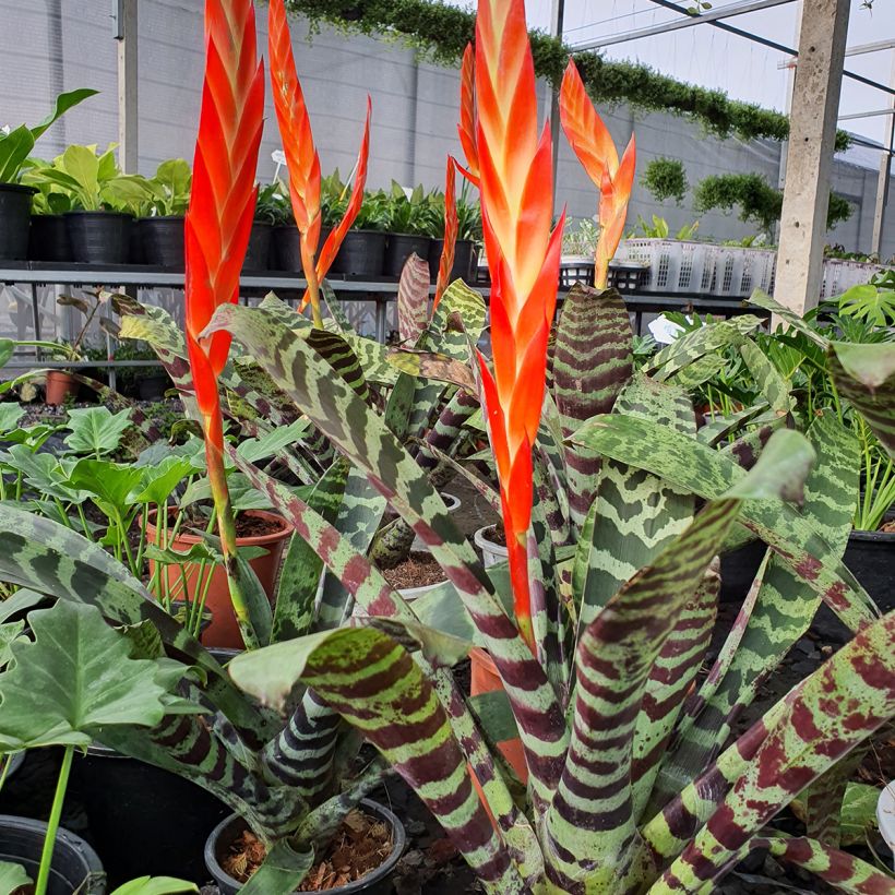 Vriesea Splendide - Vlammend zwaard (Groeiplaats)