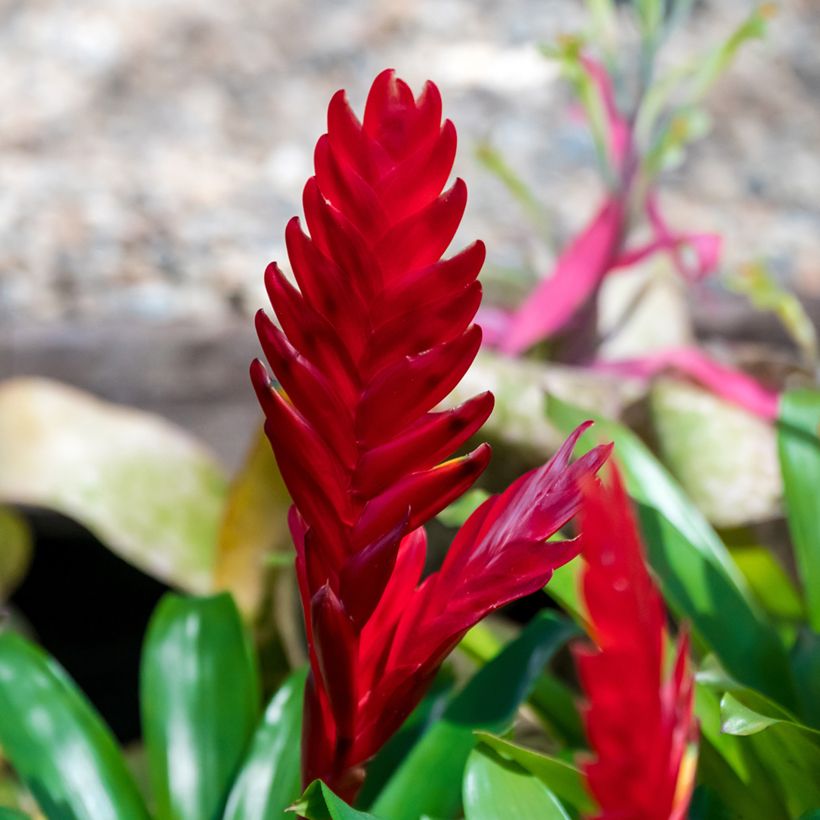 Vriesea Christiane - Vlammend zwaard (Bloei)