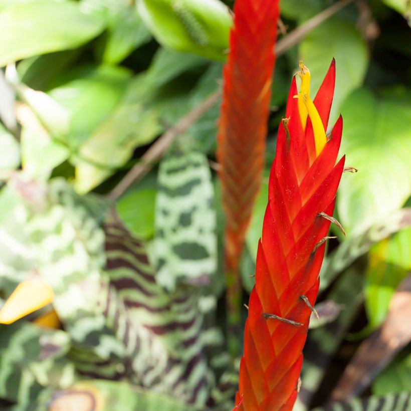 Vriesea Favoriet - Bromelia (Bloei)