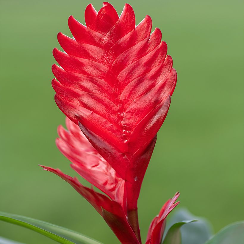 Vriesea Kallisto - Vlammend zwaard (Bloei)