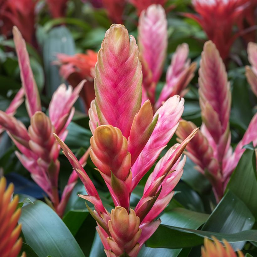 Vriesea Madonna - Vlammend zwaard (Bloei)