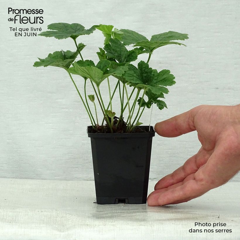 Exemplaar van Waldsteinia geoides - Gele aardbei Kweekpotje van 8/9 cm zoals geleverd in de zomer
