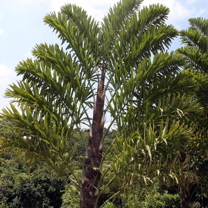 Wallichia disticha - Waaierpalm (Plant habit)