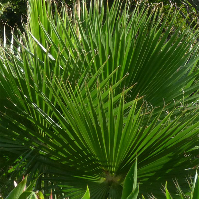 Washingtonia robusta - Mexicaanse waaierpalm (Foliage)