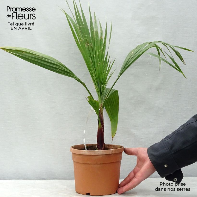 Example of Washingtonia robusta - Mexicaanse waaierpalm Pot van 2 l/3 l as you get in printemps