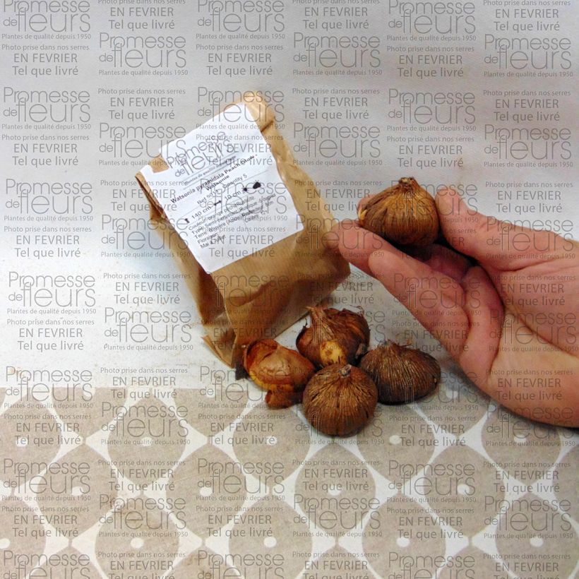 Voorbeeld van een exemplaar van Watsonia pyramidata Peach Glow - Watsonia Bol kaliber 12+ zoals geleverd