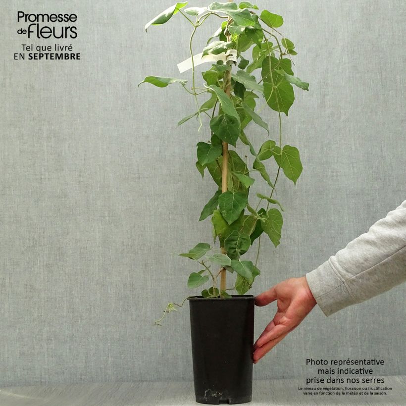 Exemplaar van Wattakaka sinensis - Dregea sinensis Pot van 2 l/3 l zoals geleverd in de herfst