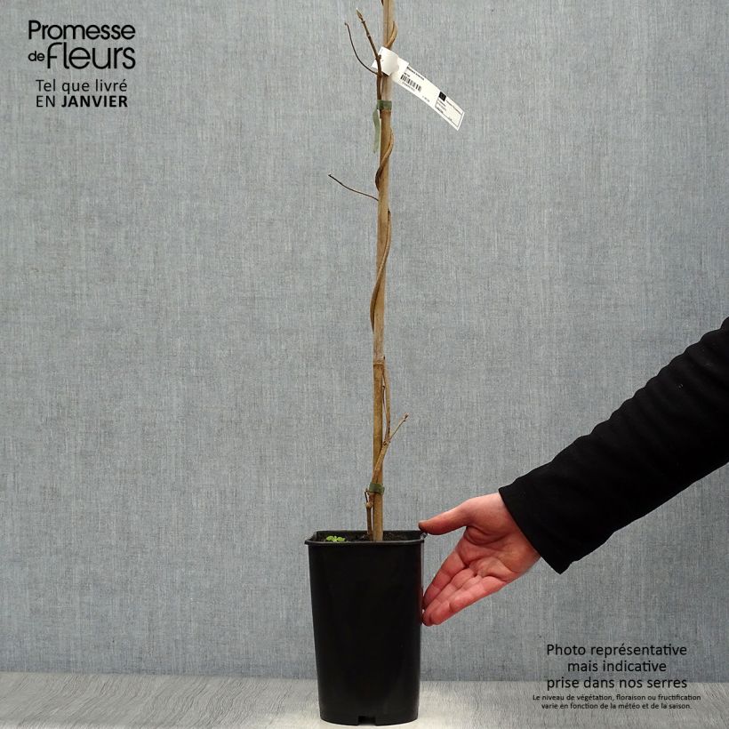 Example of Wattakaka sinensis - Dregea sinensis Pot van 2 l/3 l as you get in hiver