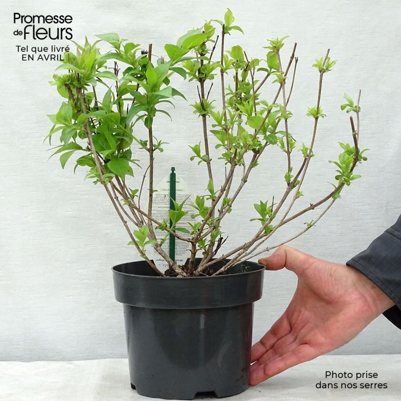 Exemplaar van Weigelia All Summer Rood Pot van 3 l/4 l zoals geleverd in de lente