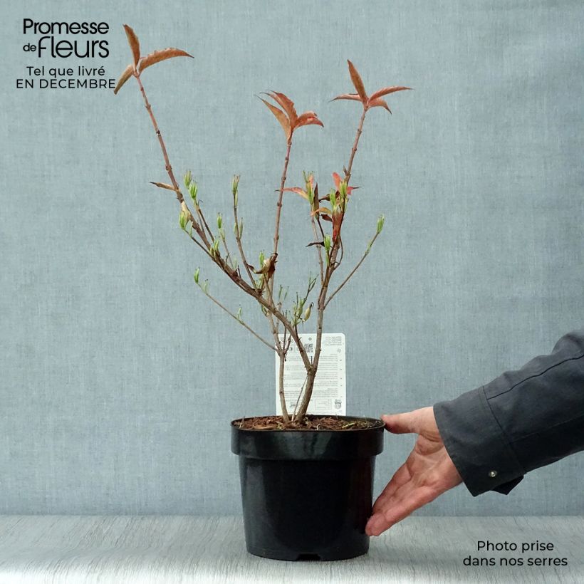 Example of Weigela All Summer Red Pot van 3 l/4 l as you get in hiver