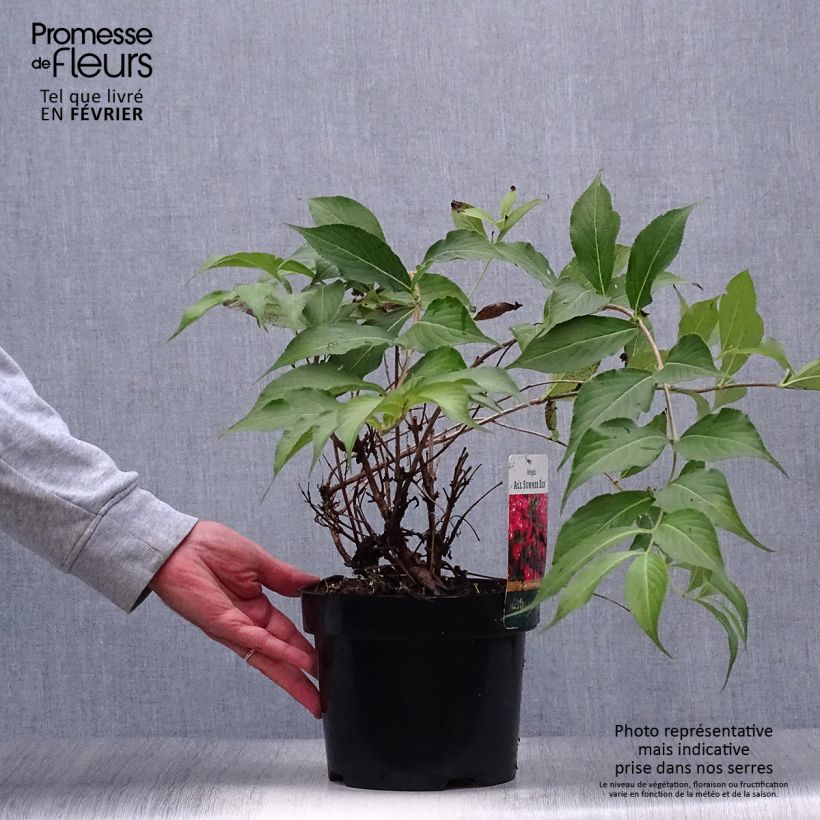 Exemplaar van Weigelia All Summer Rood Pot van 3 l/4 l zoals geleverd in de herfst
