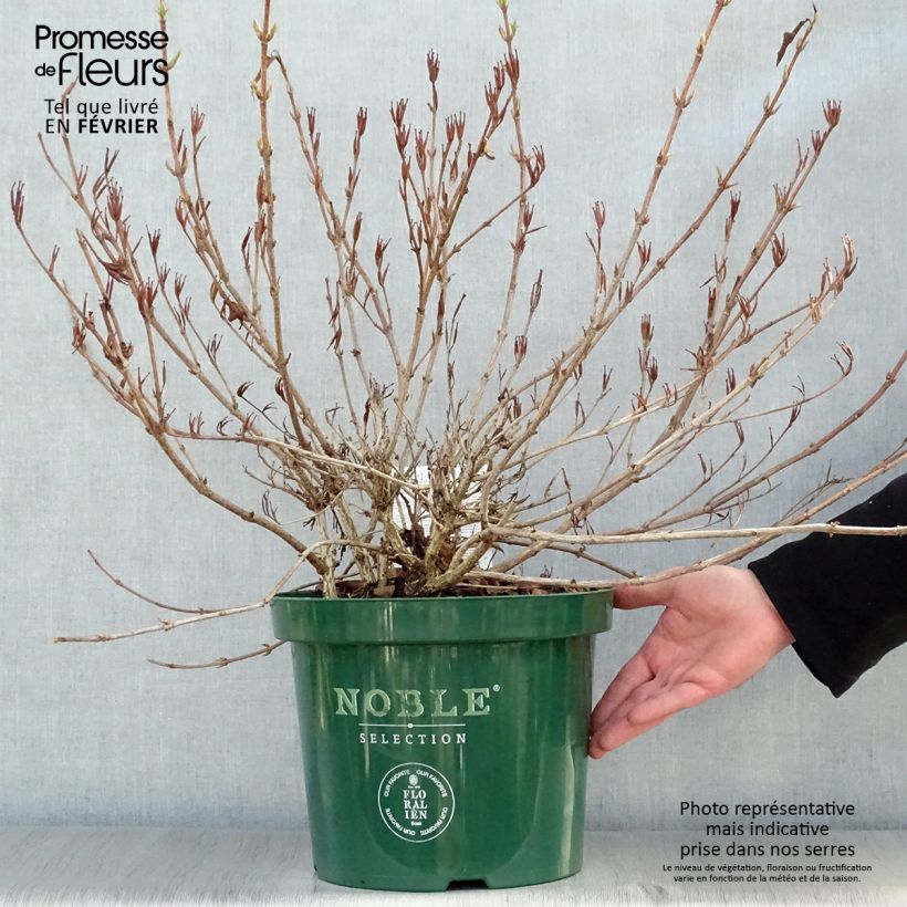 Example of Weigela All Summer Red Pot van 7,5 l/10 l as you get in hiver