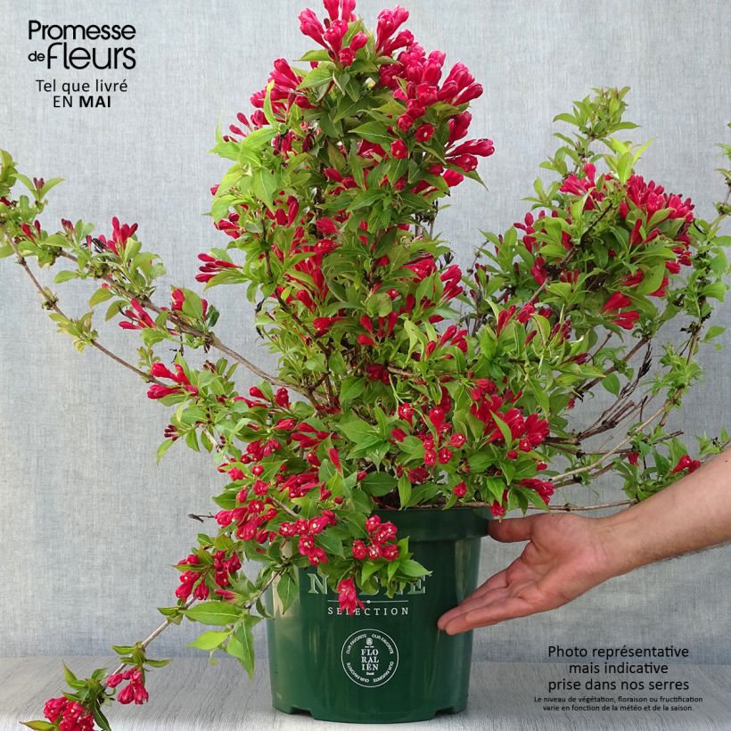 Exemplaar van Weigelia All Summer Rood Pot van 7,5 l/10 l zoals geleverd in de lente