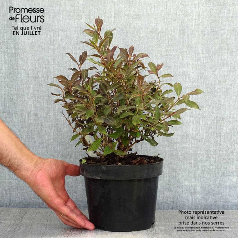 Exemplaar van Weigelia Black and White Pot van 3 l/4 l zoals geleverd in de zomer