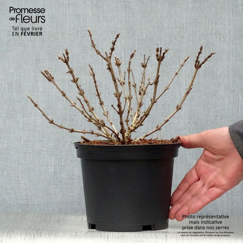 Example of Weigela Black and White Pot van 3 l/4 l as you get in hiver