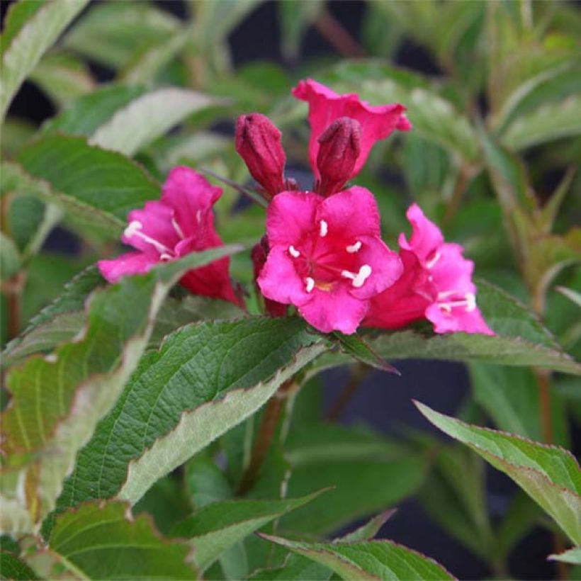 Weigelia florida Bristol Ruby (Flowering)
