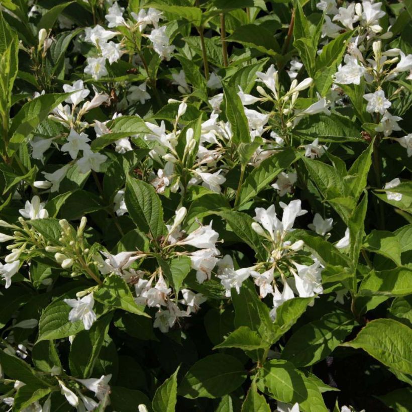 Weigelia Candida (Flowering)