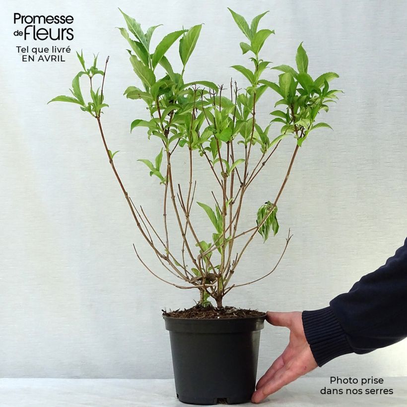 Exemplaar van Weigelia Candida Pot van 3 l/4 l zoals geleverd in de lente