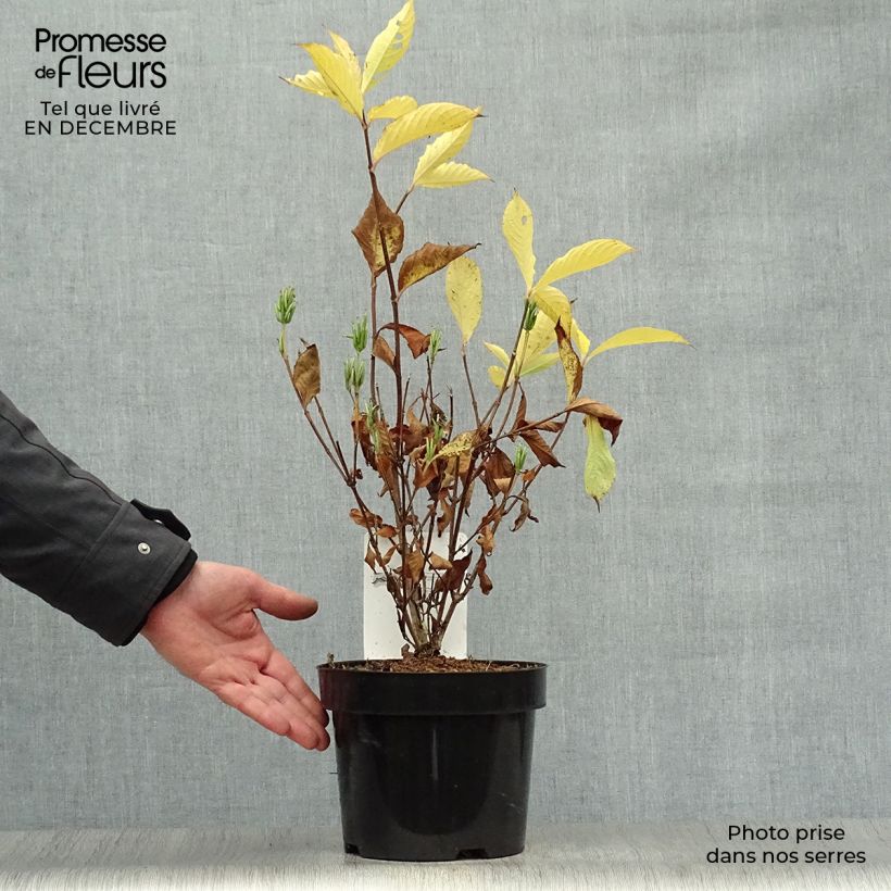 Example of Weigela Candida - Weigélia Pot van 3 l/4 l as you get in hiver