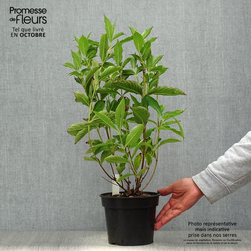 Exemplaar van Weigelia Candida Pot van 3 l/4 l zoals geleverd in de herfst