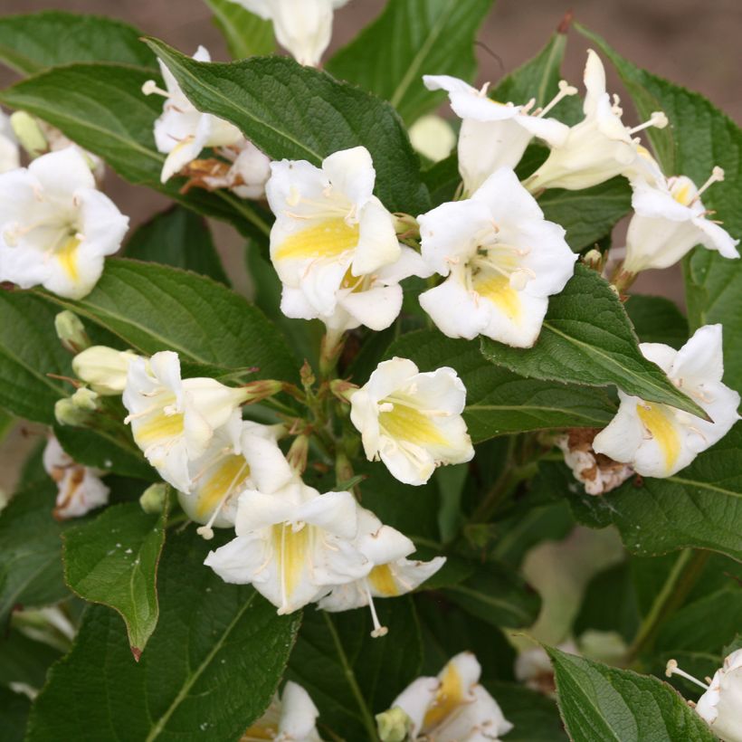 Weigelia Colourtwist Sunny Side Up (Flowering)