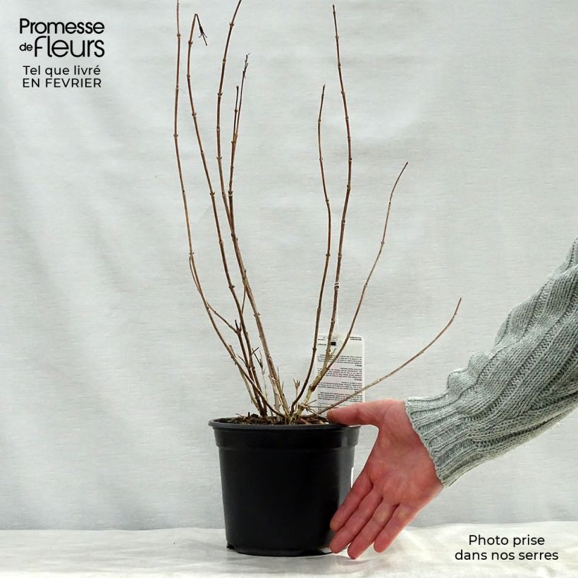 Example of Weigelia florida Bristol Ruby Pot van 2 l/3 l as you get in hiver