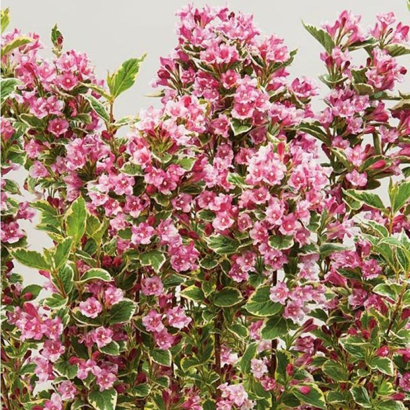 Weigelia Kosteriana Variegata (Flowering)