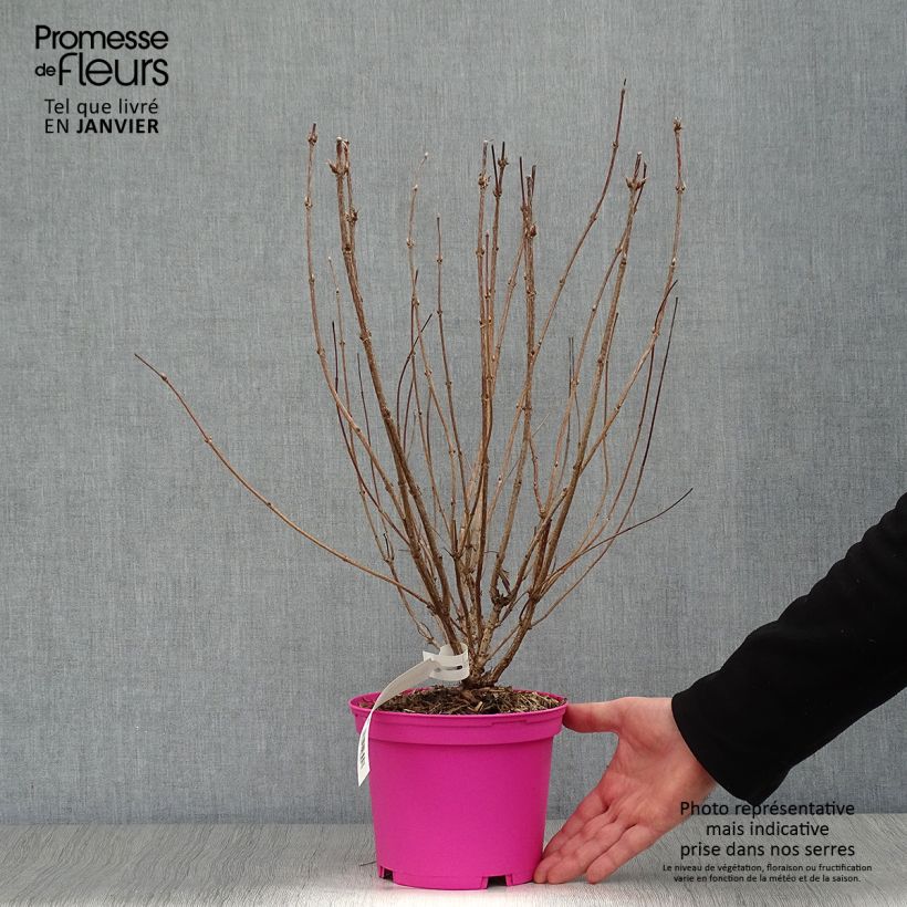 Example of Weigela Kosteriana Variegata - Weigelia Kosteriana Variegata Pot van 2 l/3 l as you get in hiver