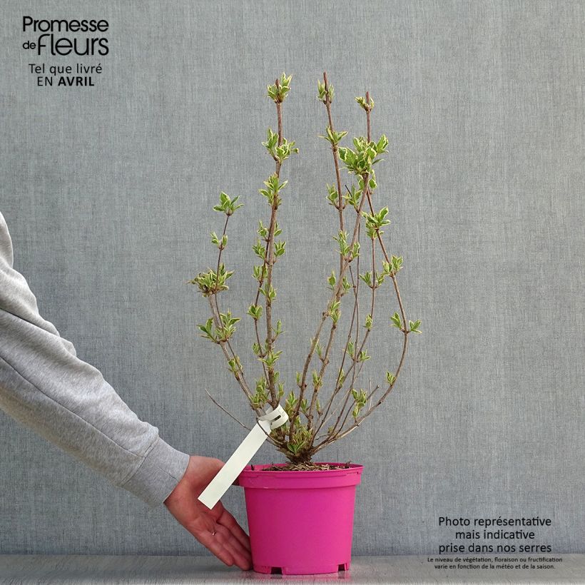 Exemplaar van Weigelia Kosteriana Variegata Pot van 2 l/3 l zoals geleverd in de lente