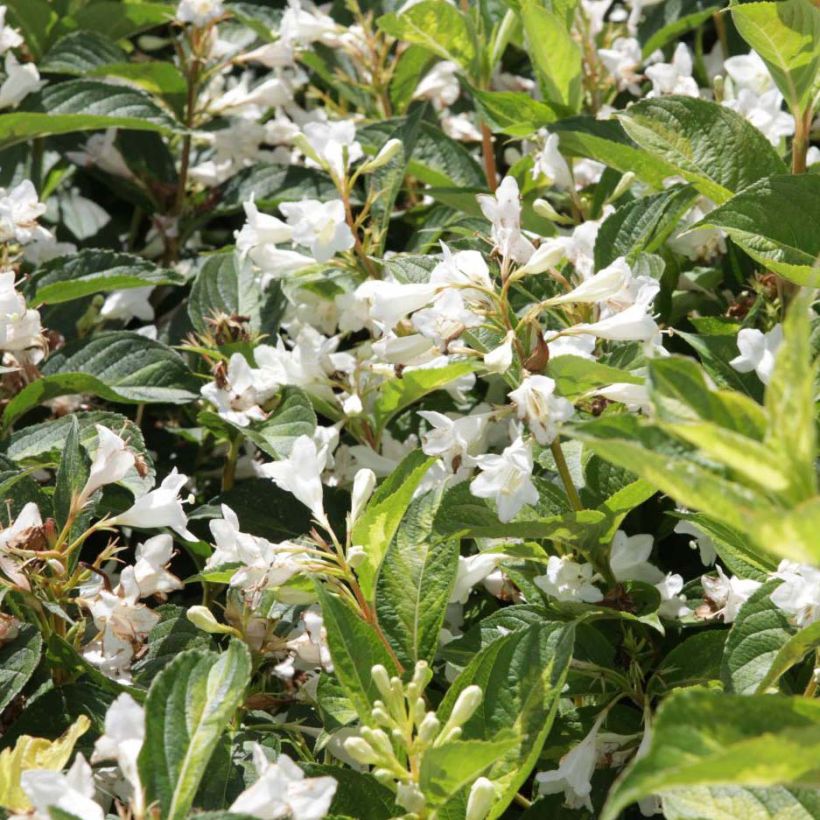 Weigelia Milk and Honey (Flowering)