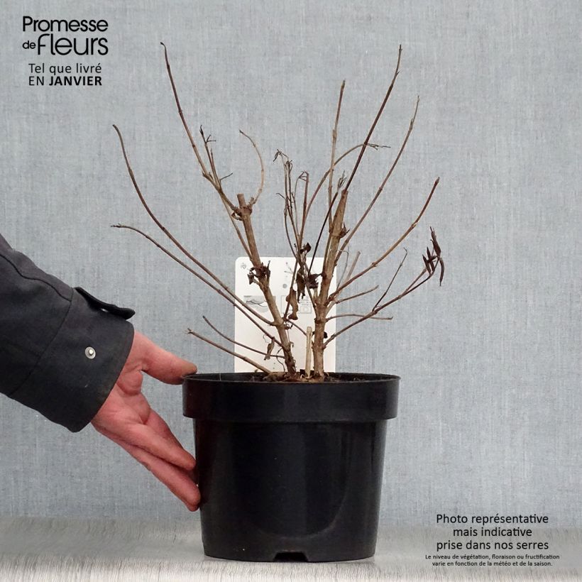 Example of Weigela Milk and Honey Pot van 2 l/3 l as you get in hiver