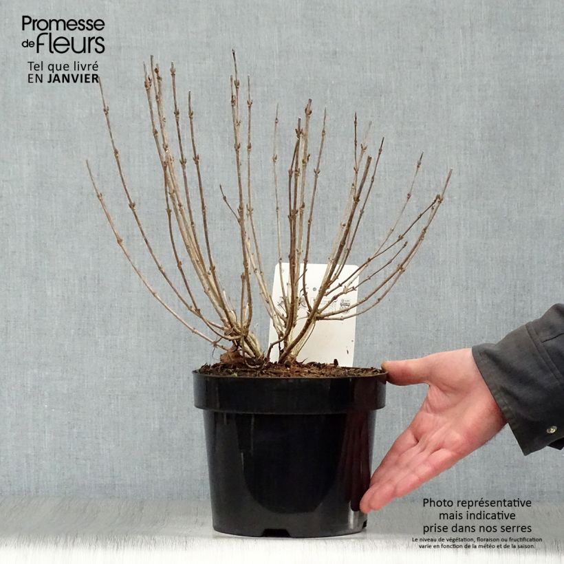 Example of Weigela Nain rouge Courtanin Pot van 3 l/4 l as you get in hiver