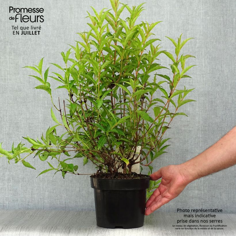 Exemplaar van Weigelia Courtanin - Dwergweigelia Pot van 3 l/4 l zoals geleverd in de zomer